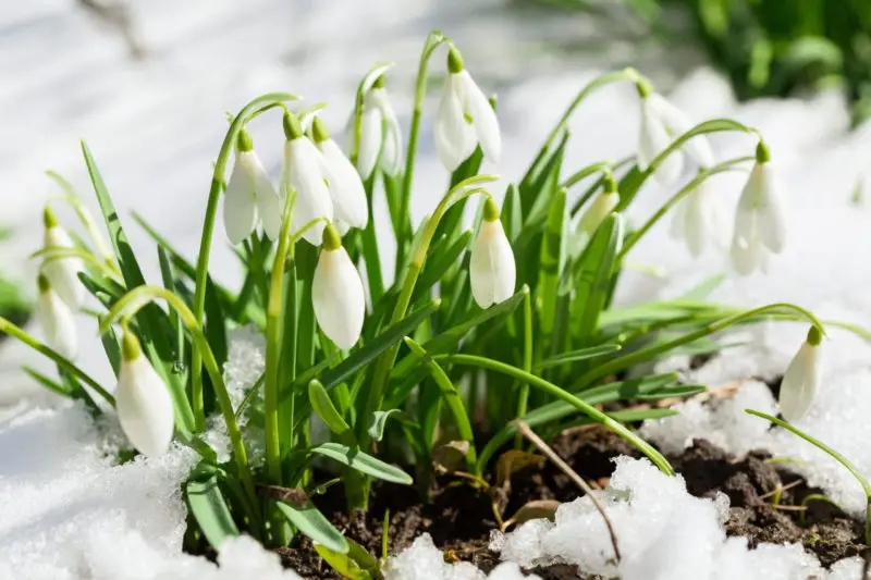 how cold is too cold for flowers to be outside