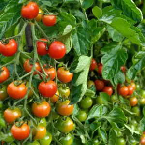 Best Determinate Tomatoes