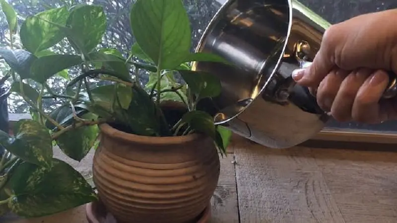 Can You Water Plants With Water Left Over From Cooking?