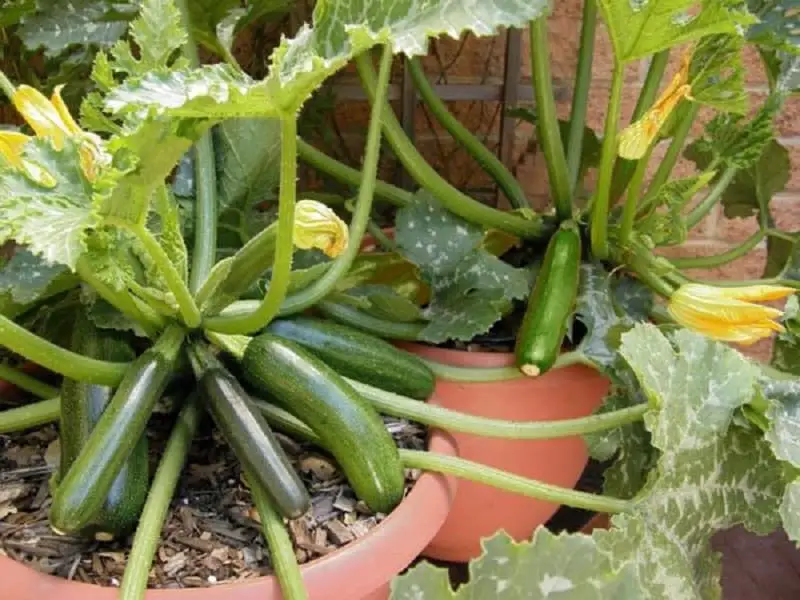 Can Zucchini Be Planted In Containers?