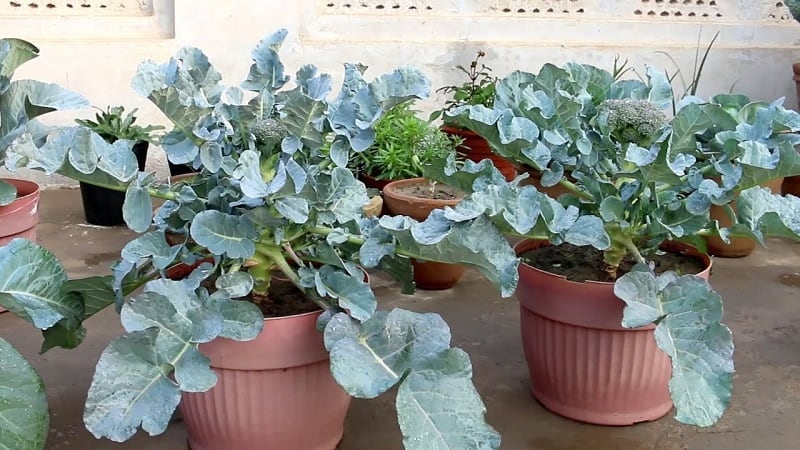 How Do You Grow Broccoli In Pots?