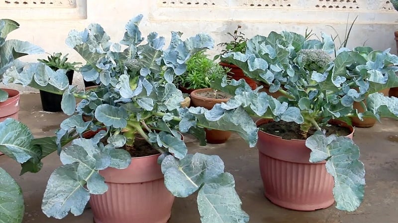 How Far Apart To Plant Broccoli - Plant Ideas