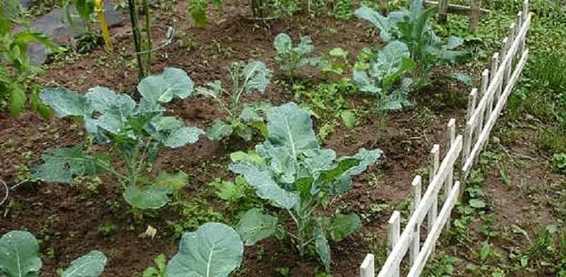 Planting Broccoli [How to Guide] | Family Food Garden