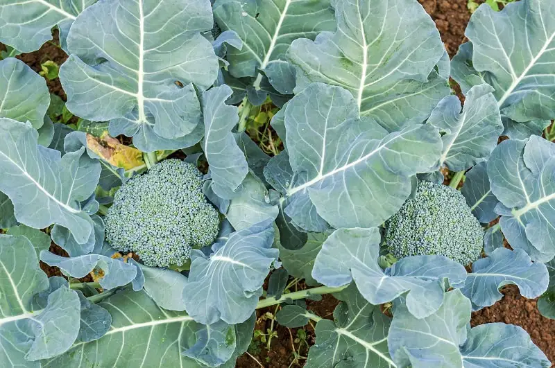 How Far Apart to Plant Broccoli