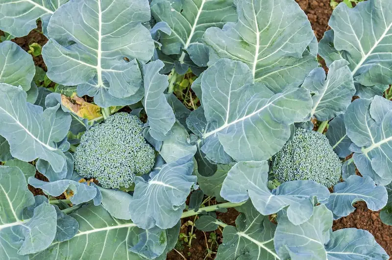 Planting Broccoli [How to Guide] | Family Food Garden