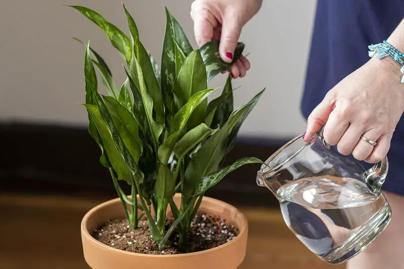 Is Cold Water Good For Indoor Plants?