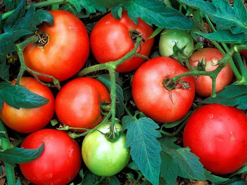 Red and Green Tomatoes: Fruit or Vegetable?