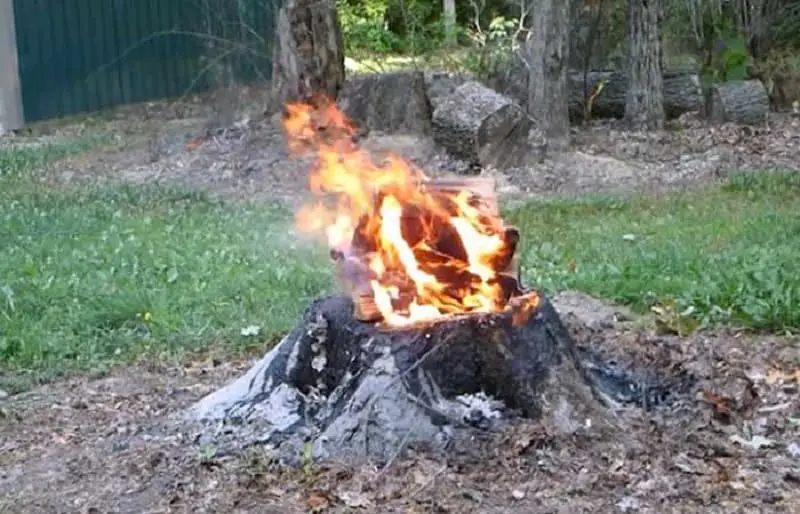 Best Way To Kill Tree Stump: Burning
