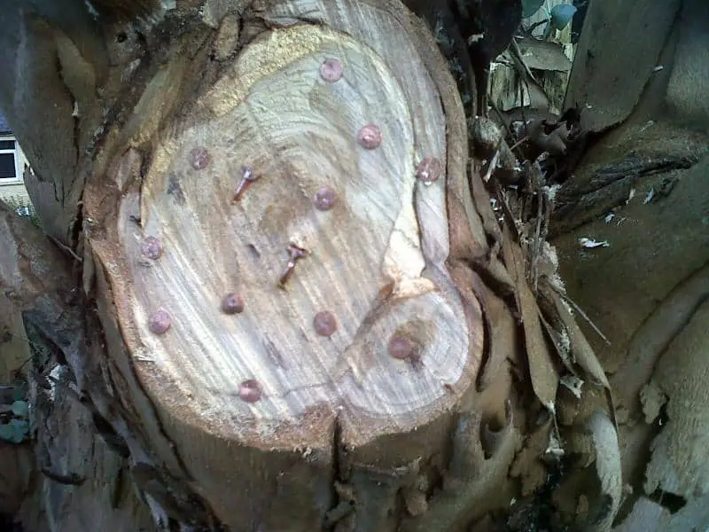 Best Way To Kill Tree Stump: Copper Nails