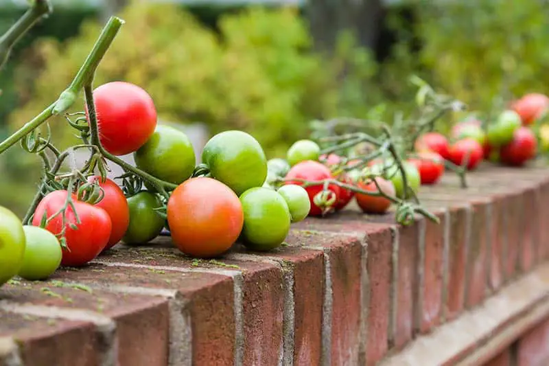 Red and Green Tomatoes Lined-up On The Bricks