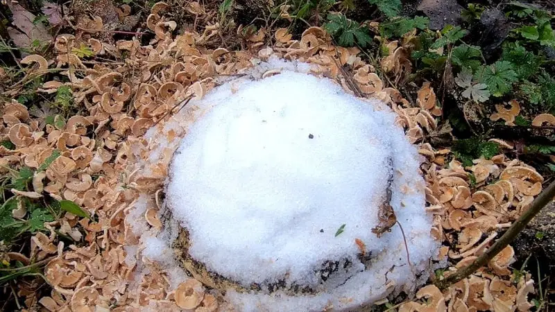 Best Way To Kill Tree Stump: Epsom Salt