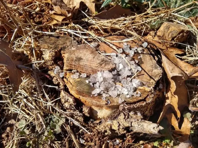 Best Way To Kill Tree Stump: Rock Salt