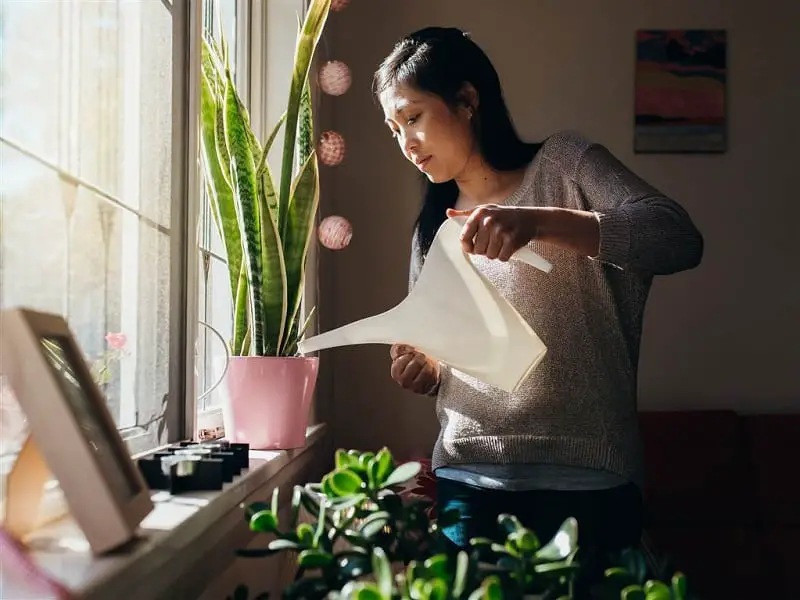 What Is The Best Time Of Day To Water Indoor Plants?