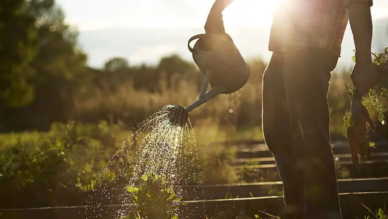 What Is The Best Time Of Day To Water Outdoor Plants?