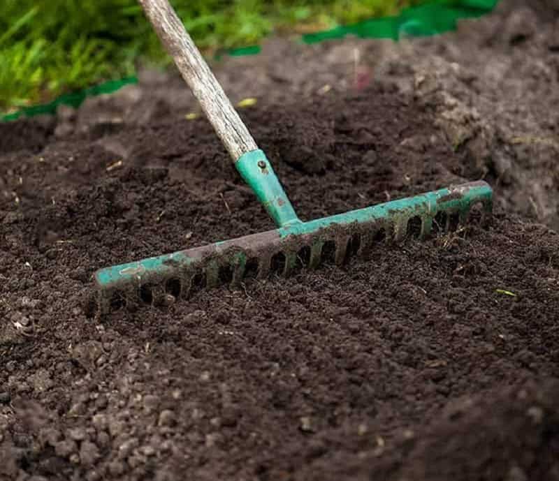 What Kind Of Soil Do You Need For Planting Broccoli?