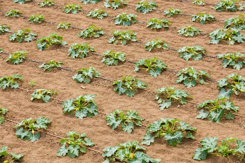 How Far Apart Should You Plant Zucchini?