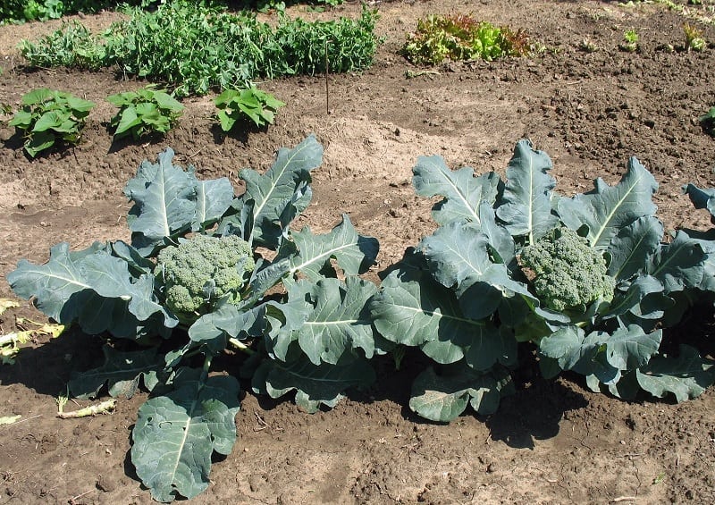 broccoli brokkoli brocoli anbau fascinating vegetate plantation farmlux familyfoodgarden freiland pflege