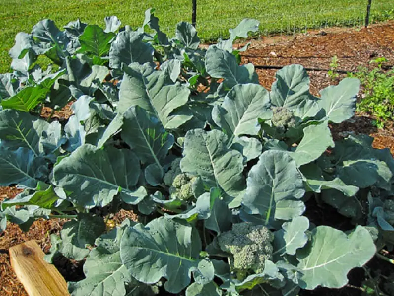 Planting Broccoli [How to Guide] | Family Food Garden