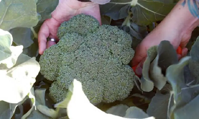 Will Broccoli Plants Continue To Grow After Harvesting?