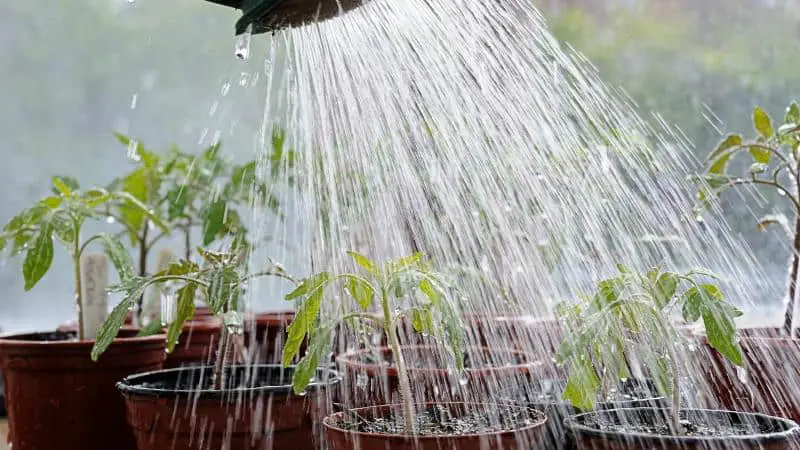 Is Cold Water Good For Plants? | Family Food Garden