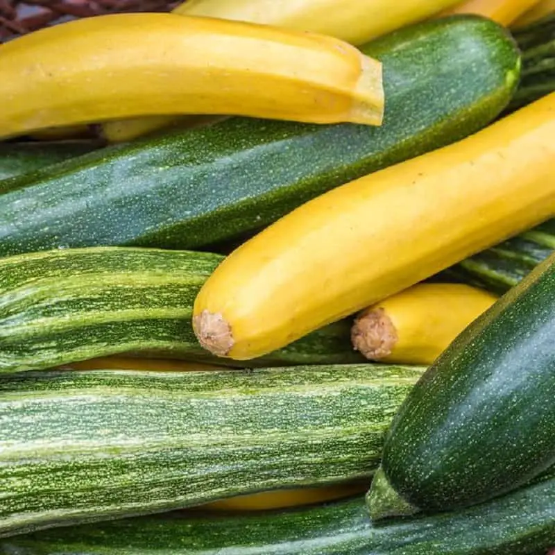 Different Varieties of Zucchini