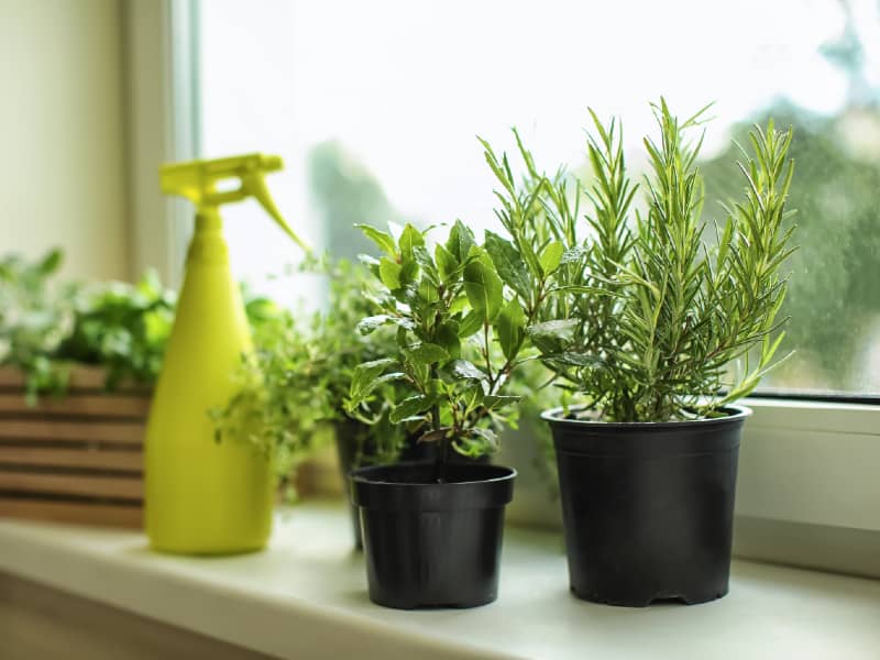 watering herbs