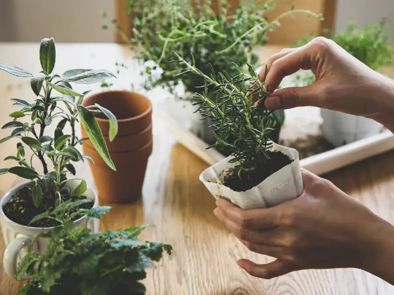 indoor herbs