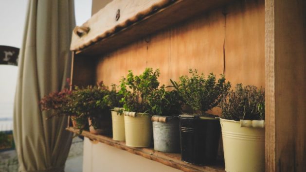 growing herbs indoors without sunlight