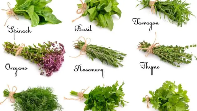 Herbs for Social Anxiety