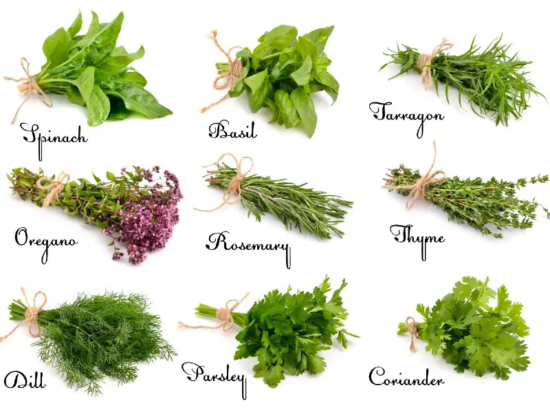 Herbs for Social Anxiety