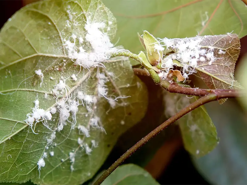 Copper Plant Common Pests and Diseases: Glasshouse Spider Mites