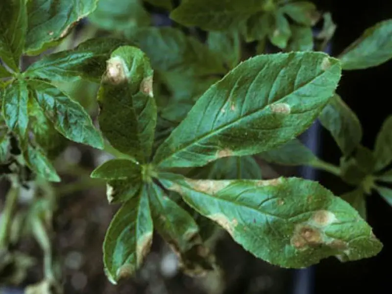 Cleome Common Diseases: Alternaria Leaf Spot