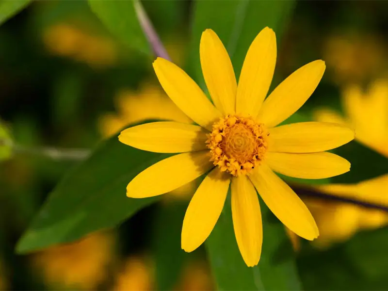 Pretty Yellow Melampodium Flower