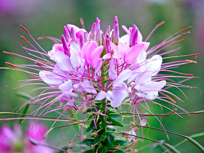 Beautiful Cleome Spider Flower