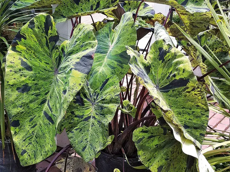 Green, Leafy, Colocasia Mojito Plants