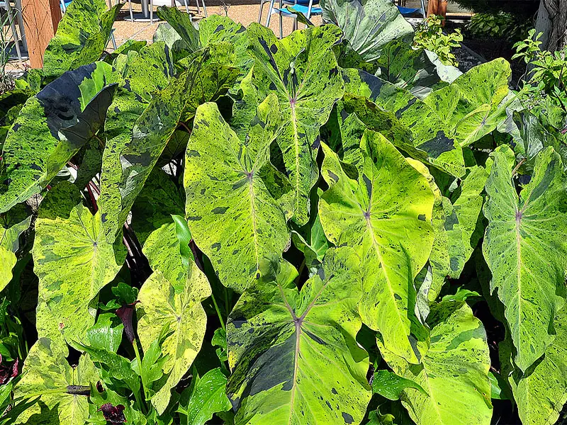 Colocasia Mojito