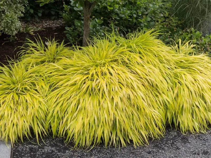 Golden Japanese Forest grass (Hakonechloa macra) Appearance