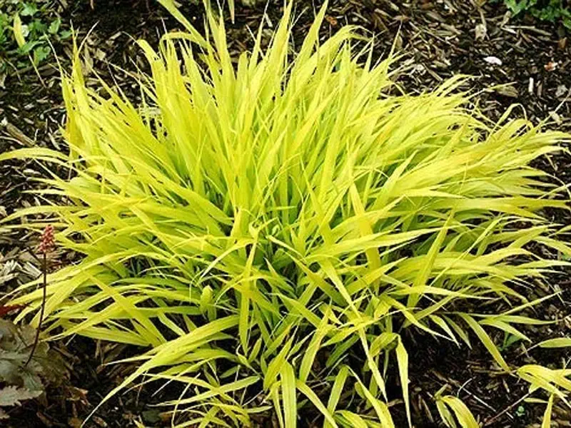 Growing Golden Japanese Forest grass (Hakonechloa macra)