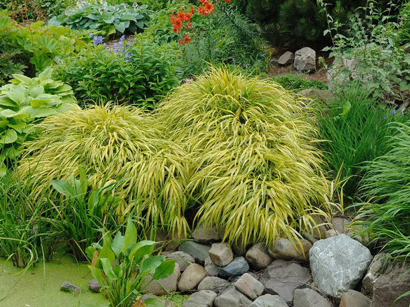 hakonechloa macra