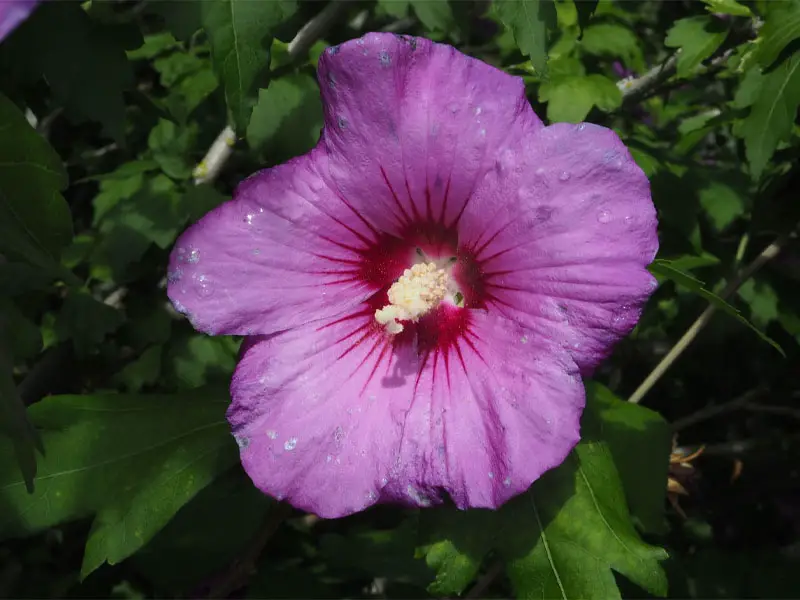 Hibiscus syriacus flower