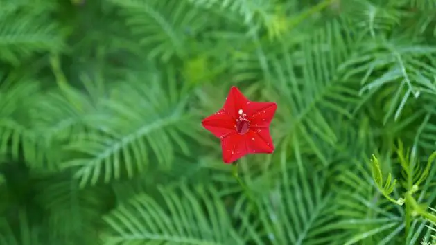 Cardinal Climber Growing Guide