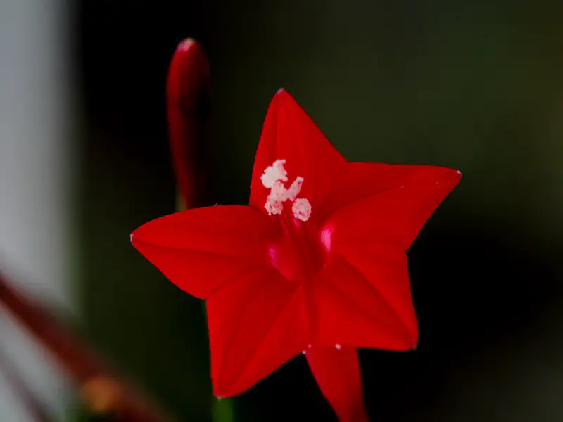  Ipomoea-appearance