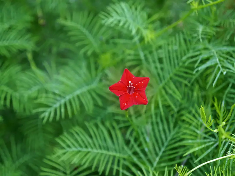 Cardinal Climber Growing Guide