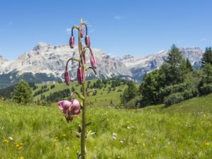 Lilium martagon