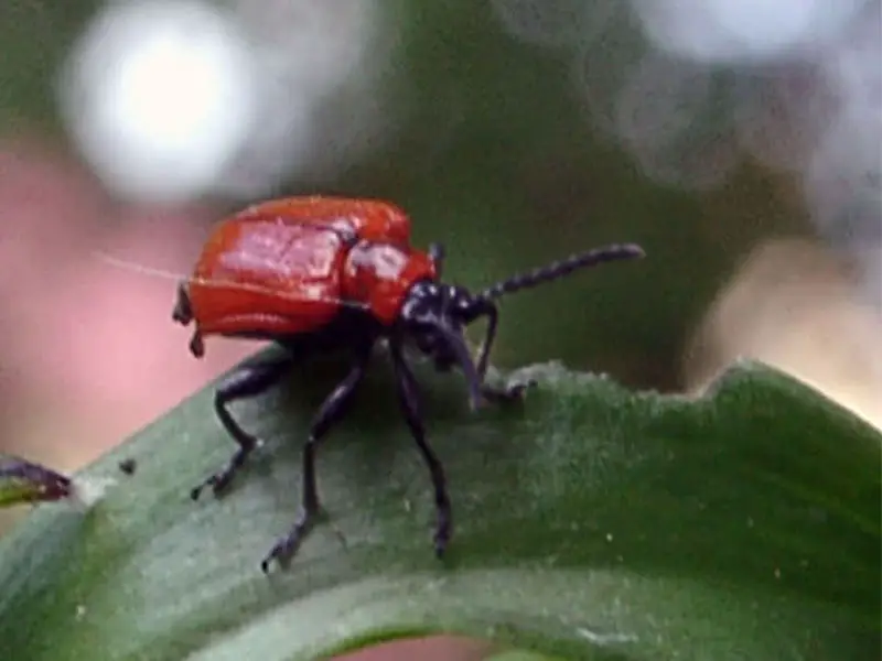 Lilium pests