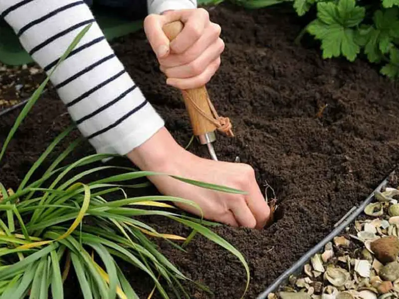 Lilium repotting