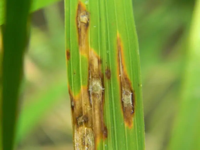 Fungus on Golden Japanese Forest grass (Hakonechloa macra)