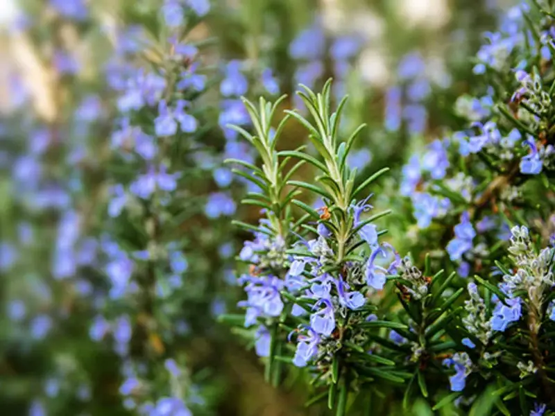 Lilac Rosemary Flowers