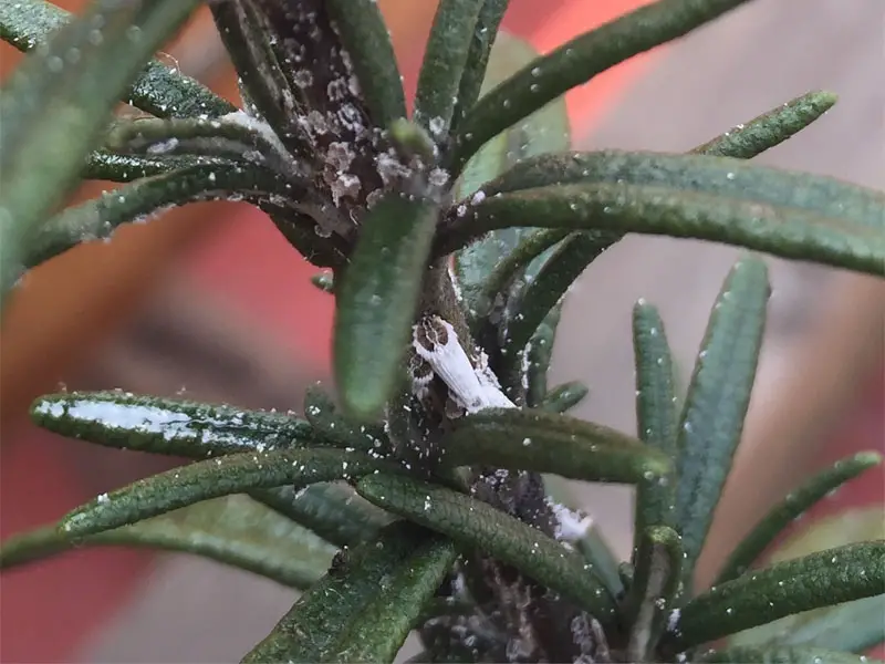 Aphids on Rosemary