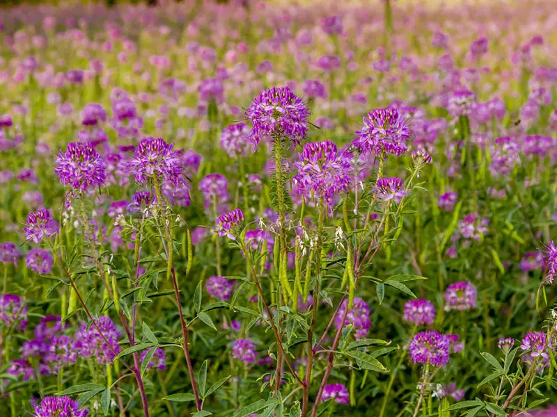 cleome plant